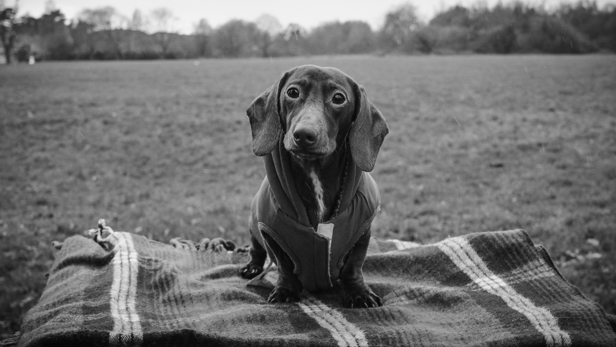 Daschund Dog in a field standing on a sheet.